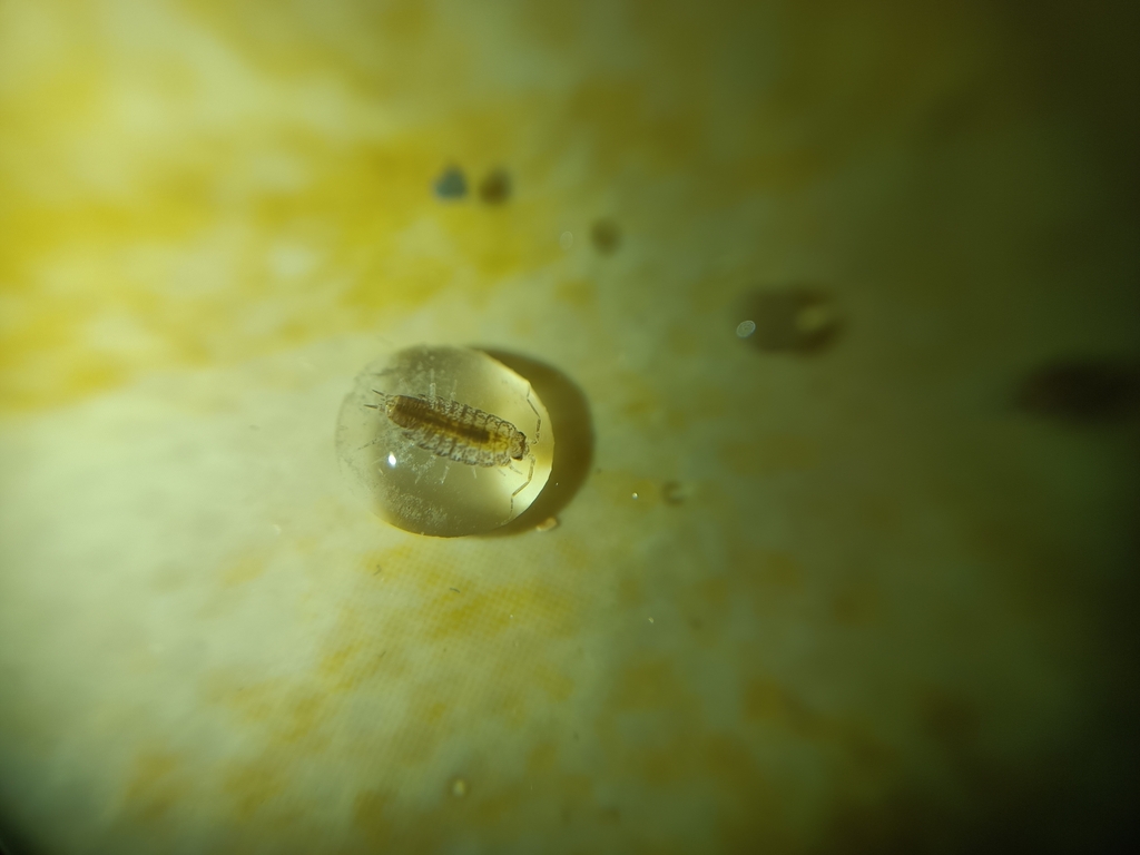 Isopod