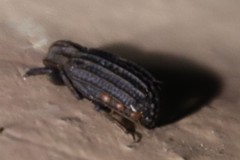 Phoberus rhyparoides