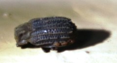 Phoberus rhyparoides