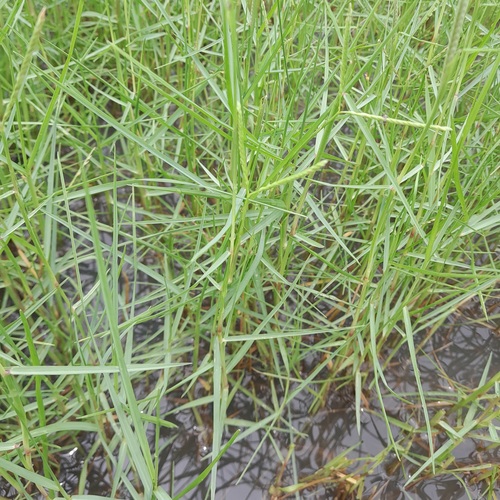 Paspalum vaginatum iNat (2)