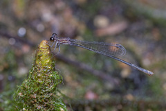 Mortonagrion arthuri