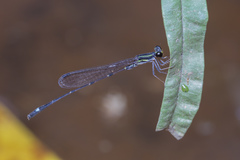 Mortonagrion arthuri