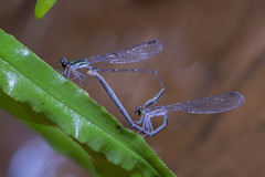 Mortonagrion arthuri