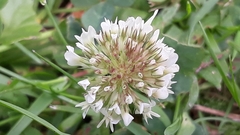 Trifolium repens