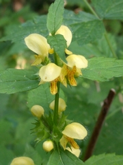 Lamium galeobdolon montanum