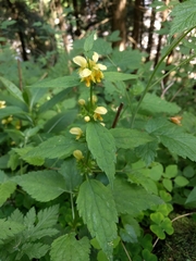 Lamium galeobdolon montanum