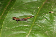 Sierra Juarez False Brook Salamander photo 3