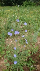 Cichorium intybus