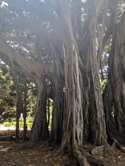Ficus macrophylla