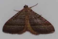 Mimoclystia pudicata