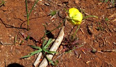 Ranunculus gramineus
