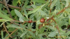 Chrysomela saliceti