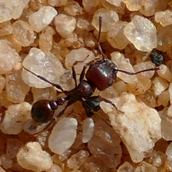 Tetramorium glabratum