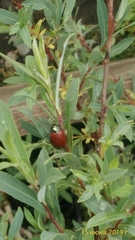 Chrysomela saliceti