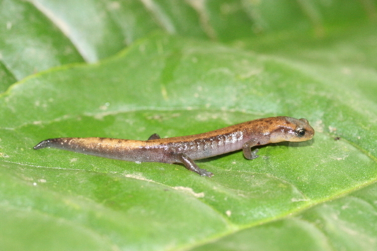 Sierra Juarez False Brook Salamander