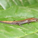 Sierra Juárez False Brook Salamander - Photo (c) 2009 Sean Michael Rovito, some rights reserved (CC BY-NC-SA)