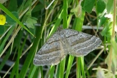 Scotopteryx coarctaria