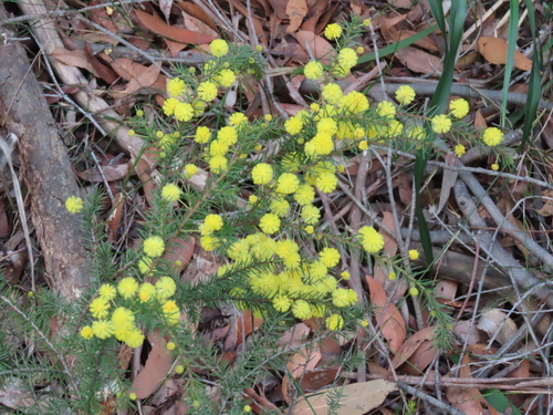 Image of Acacia echinula by (c) ian_mcallan, some rights reserved (CC BY)