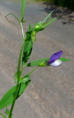 Vicia bithynica