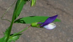 Vicia bithynica