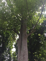 Acer pseudoplatanus
