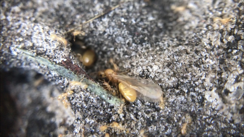 Pergande's Thief Ant