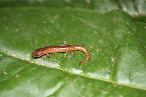 Sierra Juárez False Brook Salamander