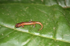 Sierra Juarez False Brook Salamander photo 4