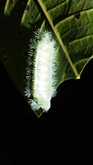 Susica sinensis
