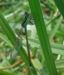 Ischnura senegalensis