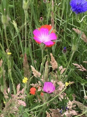 Agrostemma githago