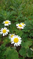 Tripleurospermum inodorum