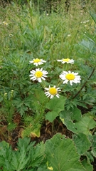 Tripleurospermum inodorum