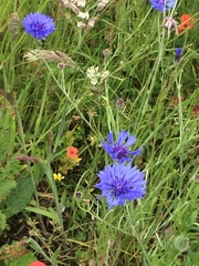 Centaurea cyanus
