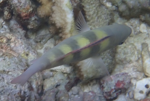 Fivesaddle parrotfish (Scarus scaber) — Scaridae — 3