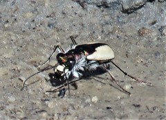 Cicindela willistoni estancia
