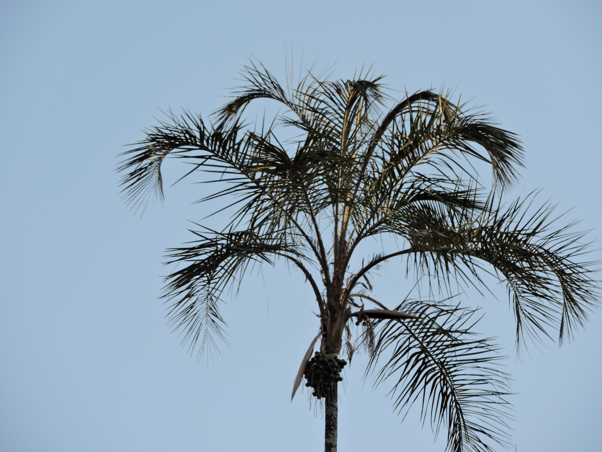 Pati Queen Palm (Syagrus botryophora)