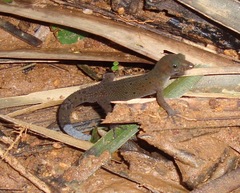 Bay Island Least Gecko photo 2
