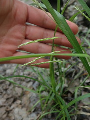 Carex debilis