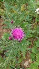 Carduus crispus