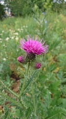 Carduus crispus