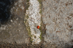 Leptinotarsa rubiginosa