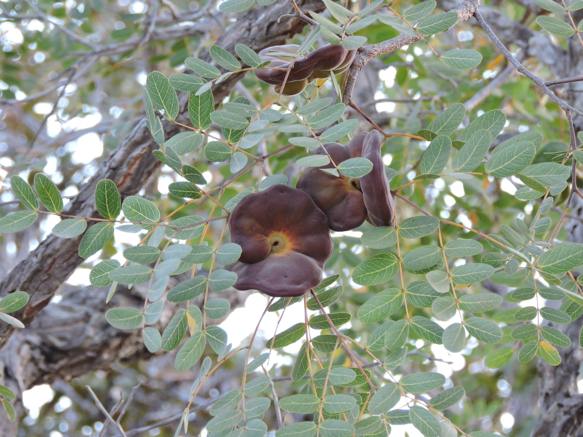 Enterolobium gummiferum