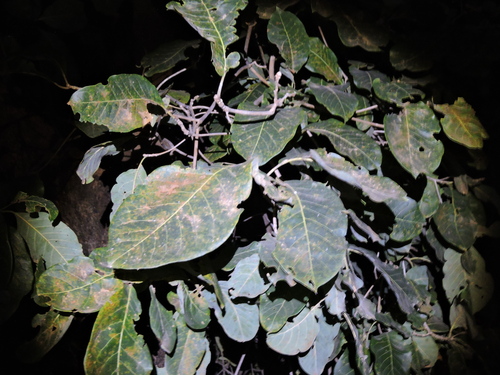 Terminalia argentea, photograph 5