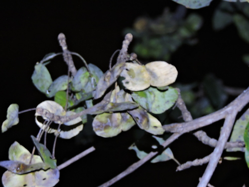 Terminalia argentea, photograph 4