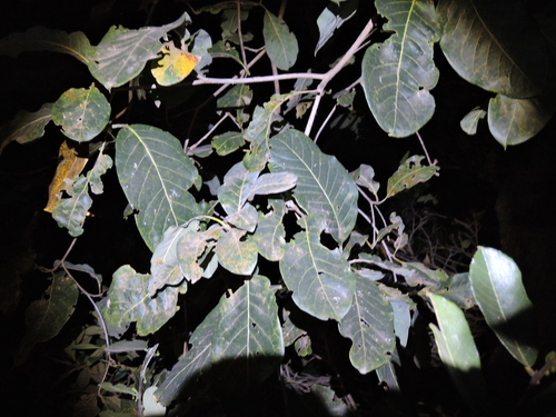 Terminalia argentea, photograph 3