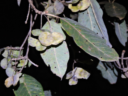 Terminalia argentea, photograph 2