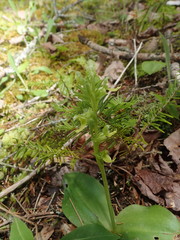 Platanthera hookeri