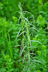 Artemisia dracunculus glauca