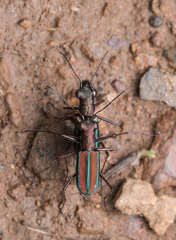 Jansenia viridicincta